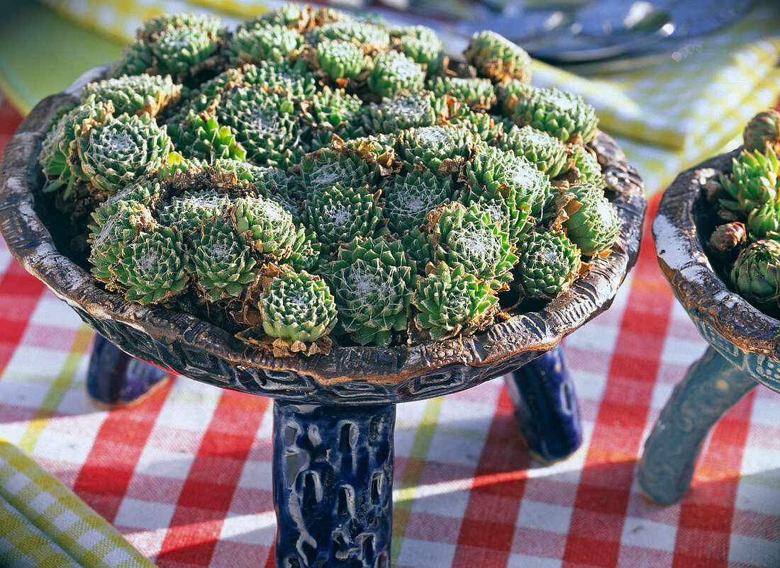 Sempervivum arachnoideum (cobweb houseleek) in potted bowl