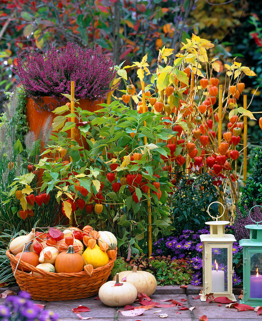 Physalis, basket with Cucurbita, Aster, Calluna