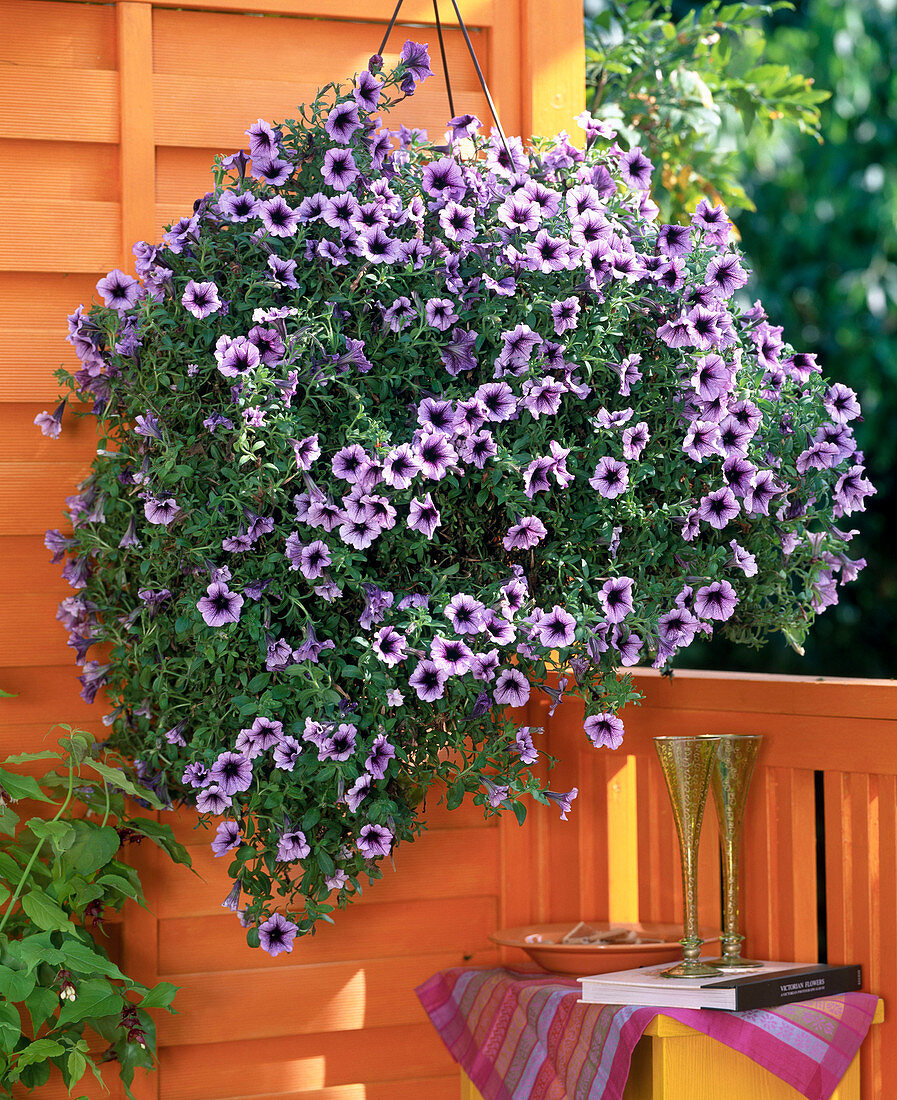 Petunia Supertunia 'Bordeaux' (Petunie), Ampel auf orangem Balkon