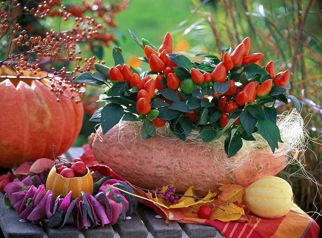 Capsicum (Zierpaprika) mit Sisal in ausgehöhltem Cucurbita (Kürbis)