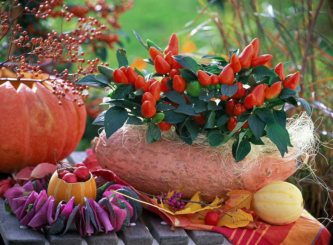 Capsicum (ornamental pepper) with sisal in hollowed out cucurbita (pumpkin)