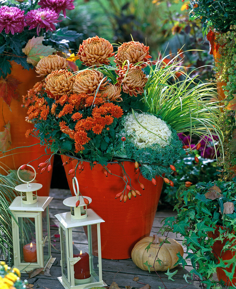 Chrysanthemum, Brassica, Acorus 'Ogon'