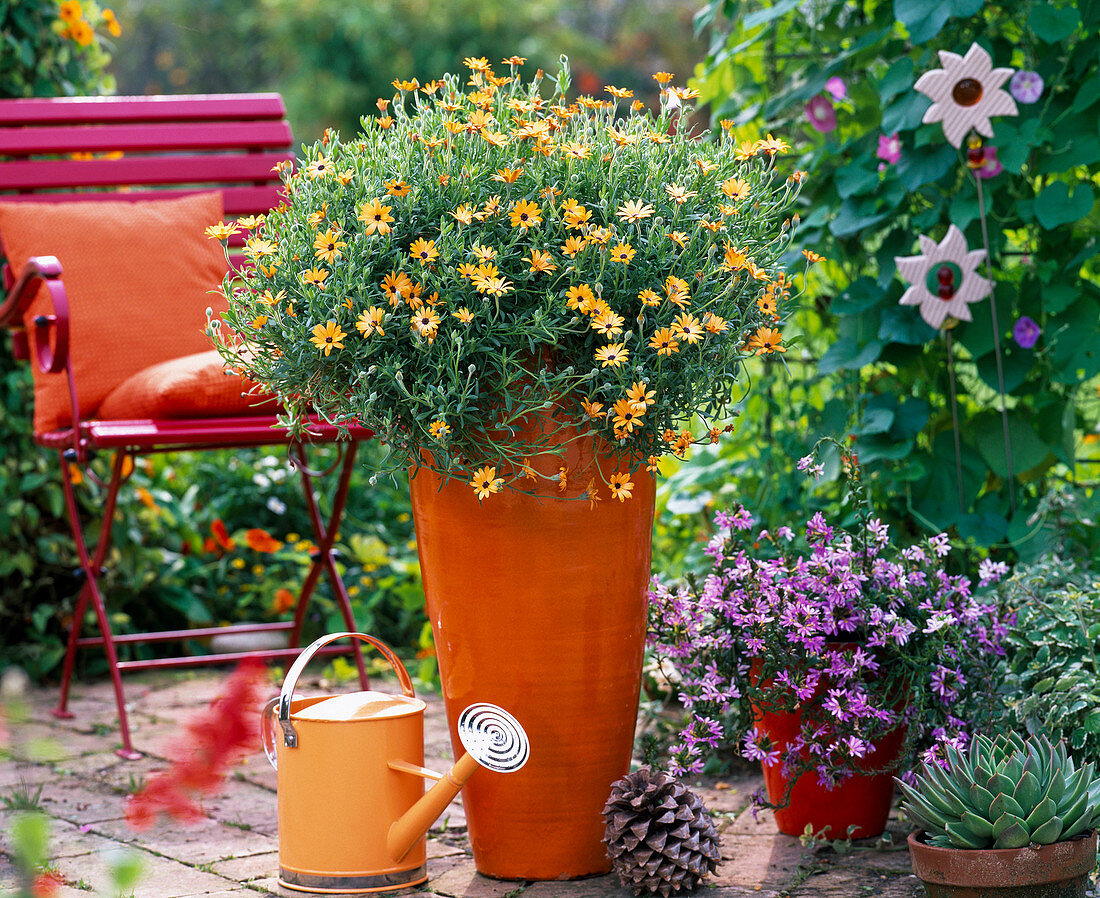 Osteospermum Symphony ' Orange Symphony ' (Kapkörbchen), Scaevola