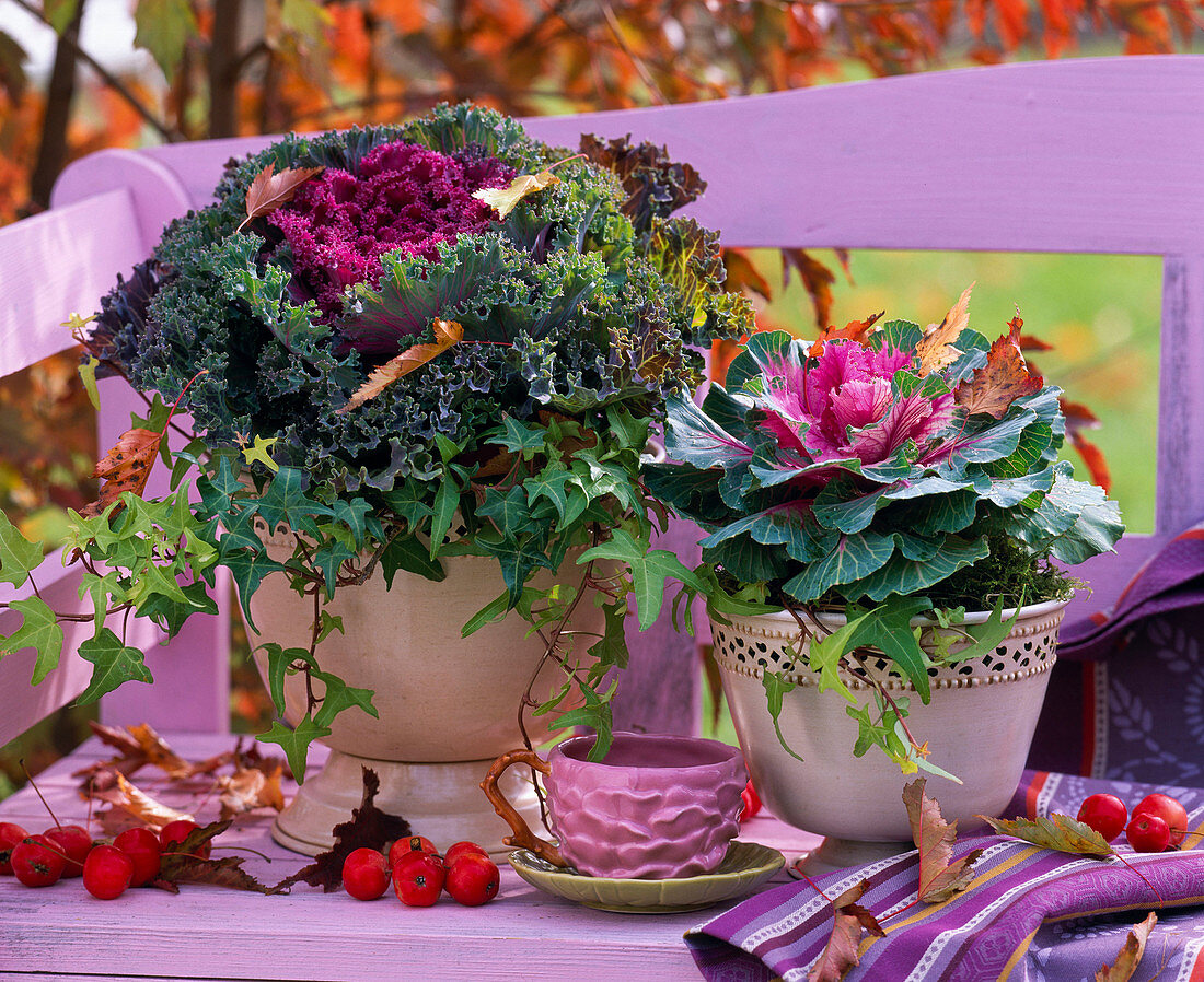 Brassica (ornamental cabbage), Hedera (ivy) in metal bowls, Malus (ornamental apple)