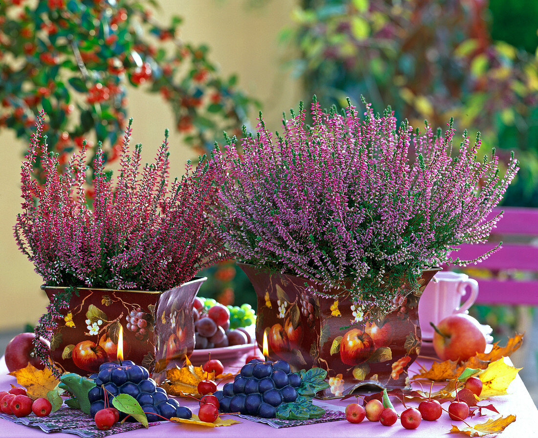 Calluna Carden Girls 'Marlies', 'Aphrodite' (bud-flowering heather)