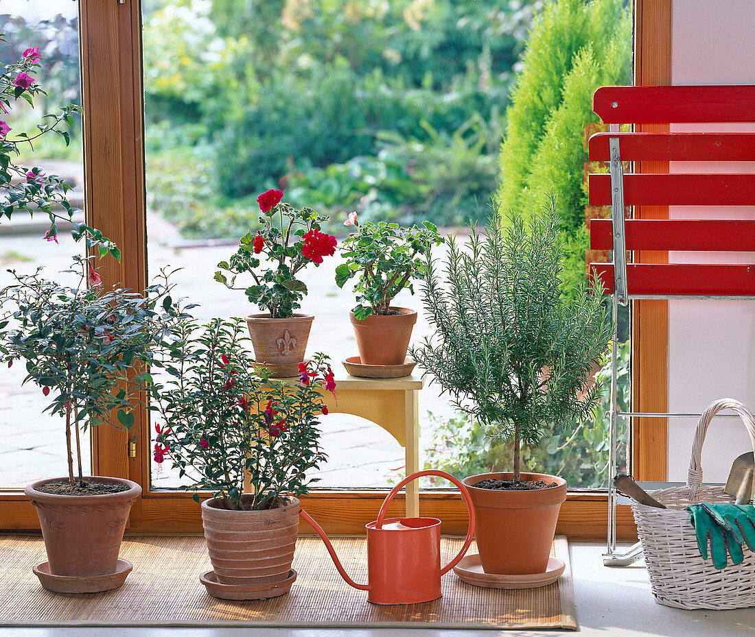 Fuchsia (Fuchsia), Pelargonium (Geranium), Rosmarinus (Rosemary)