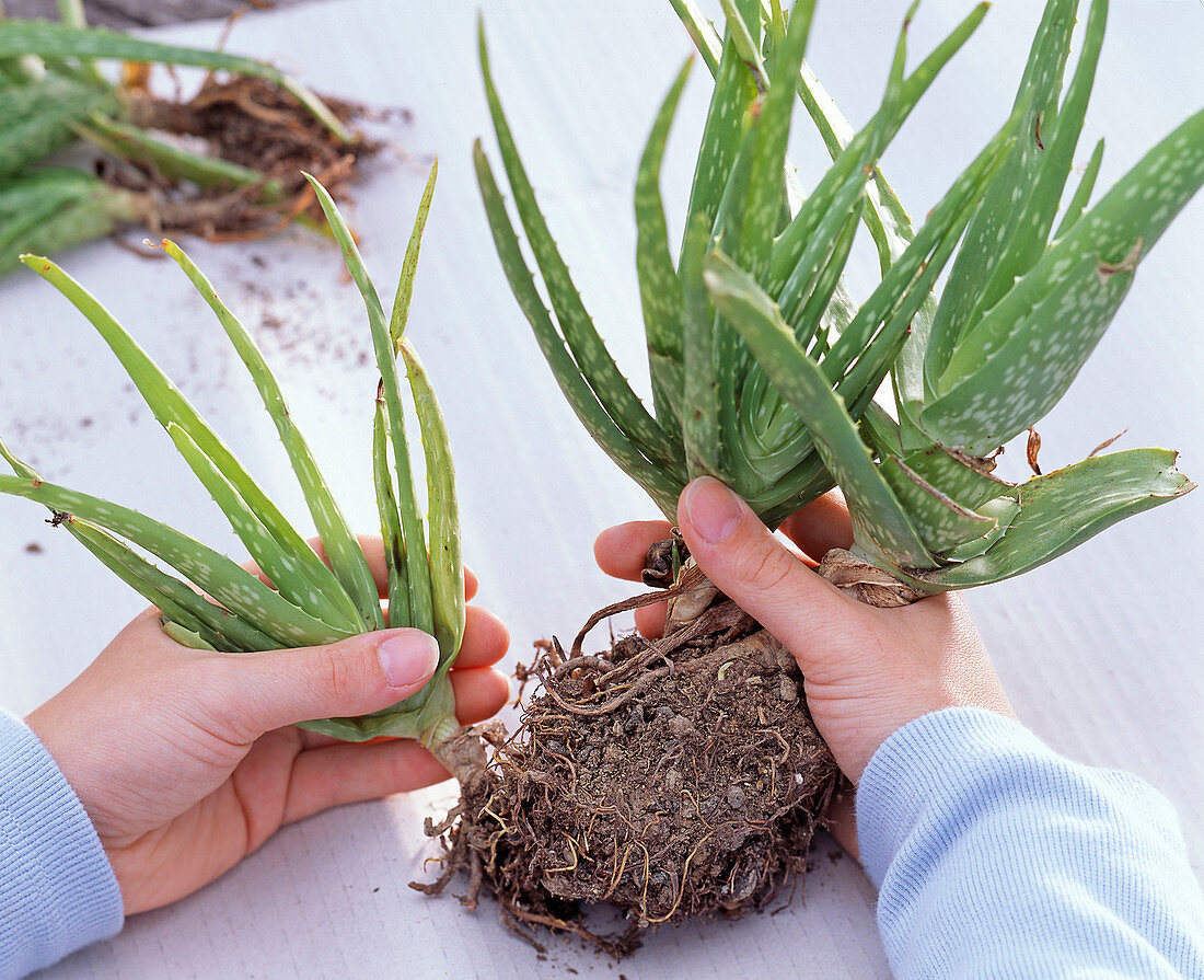 Aloe vera chinensis, Kindel abnehmen