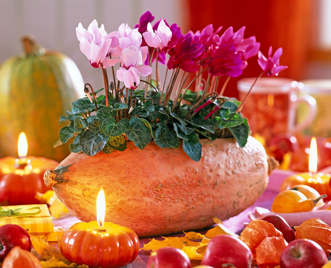 Cyclamen persicum (cyclamen) in Cucurbita (pumpkin) as jardiniere