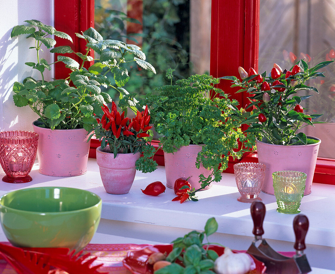 Melissa (Zitronenmelisse), Capsicum annuum (Zierpaprika), Petroselinum