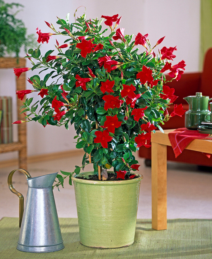 Mandevilla Sundville ' Red ' (Dipladenie) im hellgrünen Topf