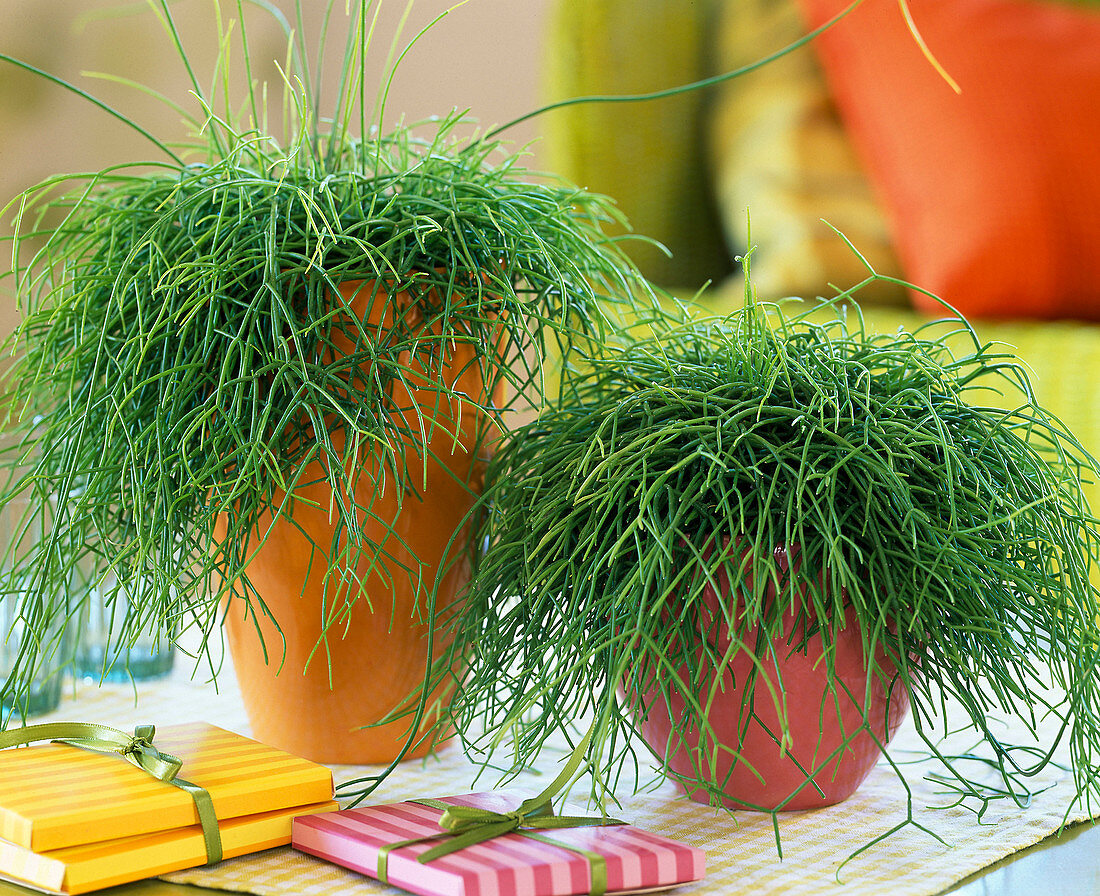 Rhipsalis cassutha 'Rotskoraal' (mistletoe cactus)