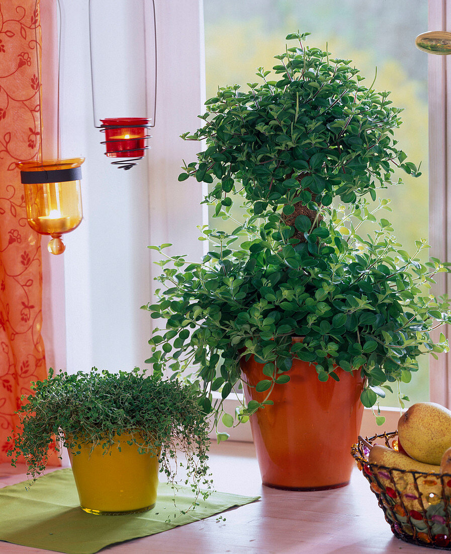 Peperomia rotundifolia grown in etagere, Soleirolia soleirolii