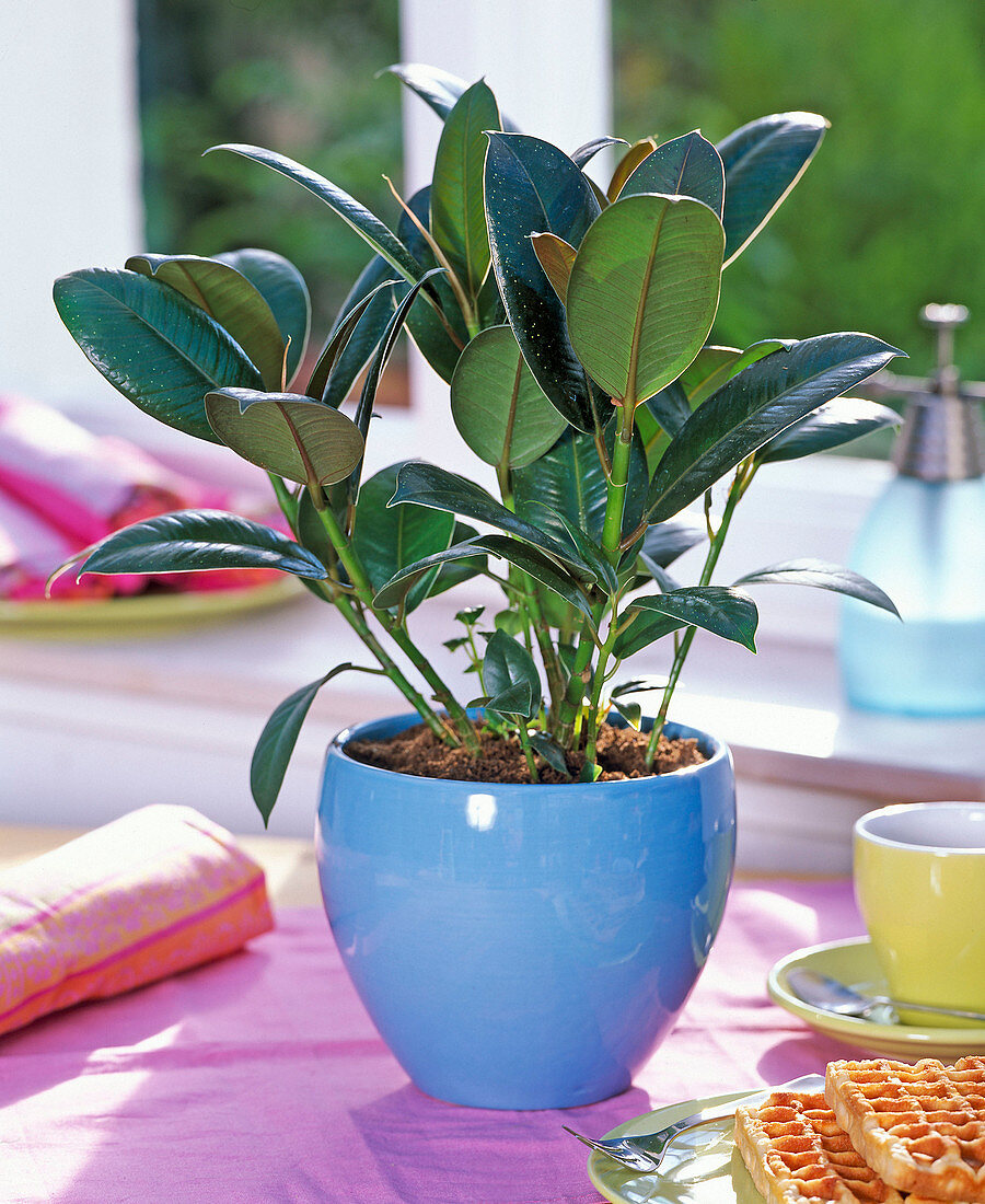 Ficus elastica 'Decora' (rubber tree) in blue pot