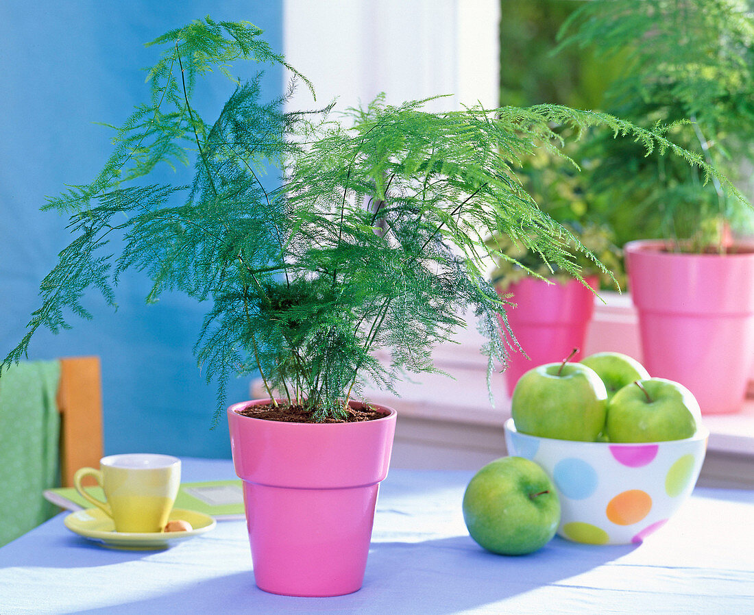 Asparagus plumosus, in pink pot, Malus, in shell