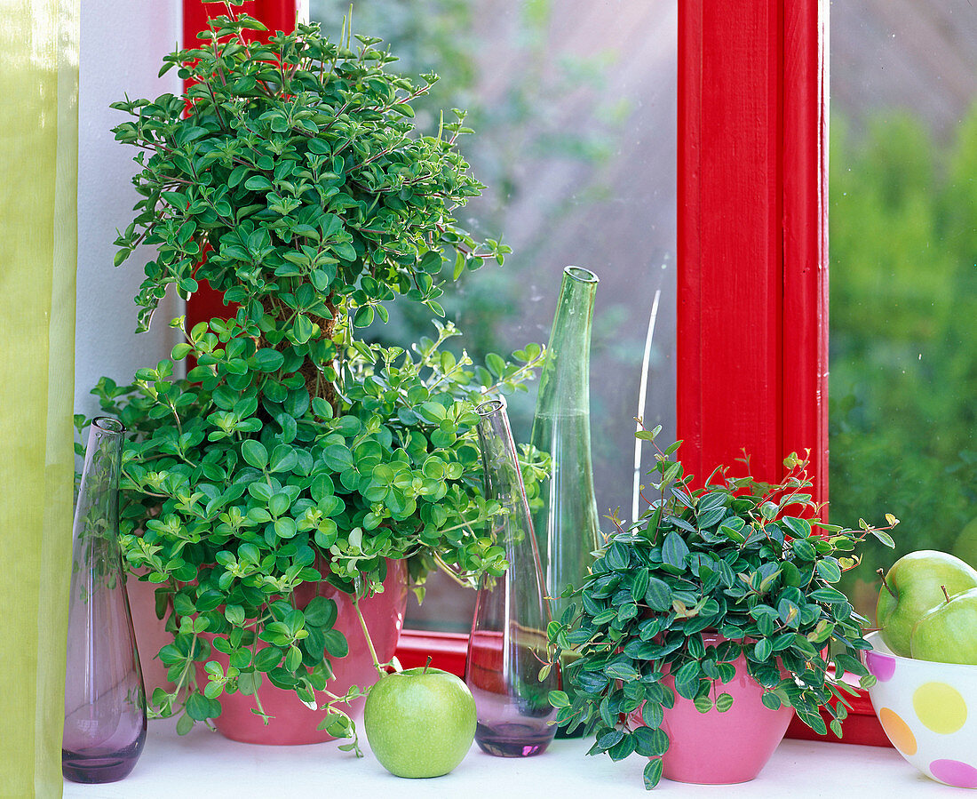 Peperomia rotundifolia (dwarf pepper) in pink pots, Malus (apples)