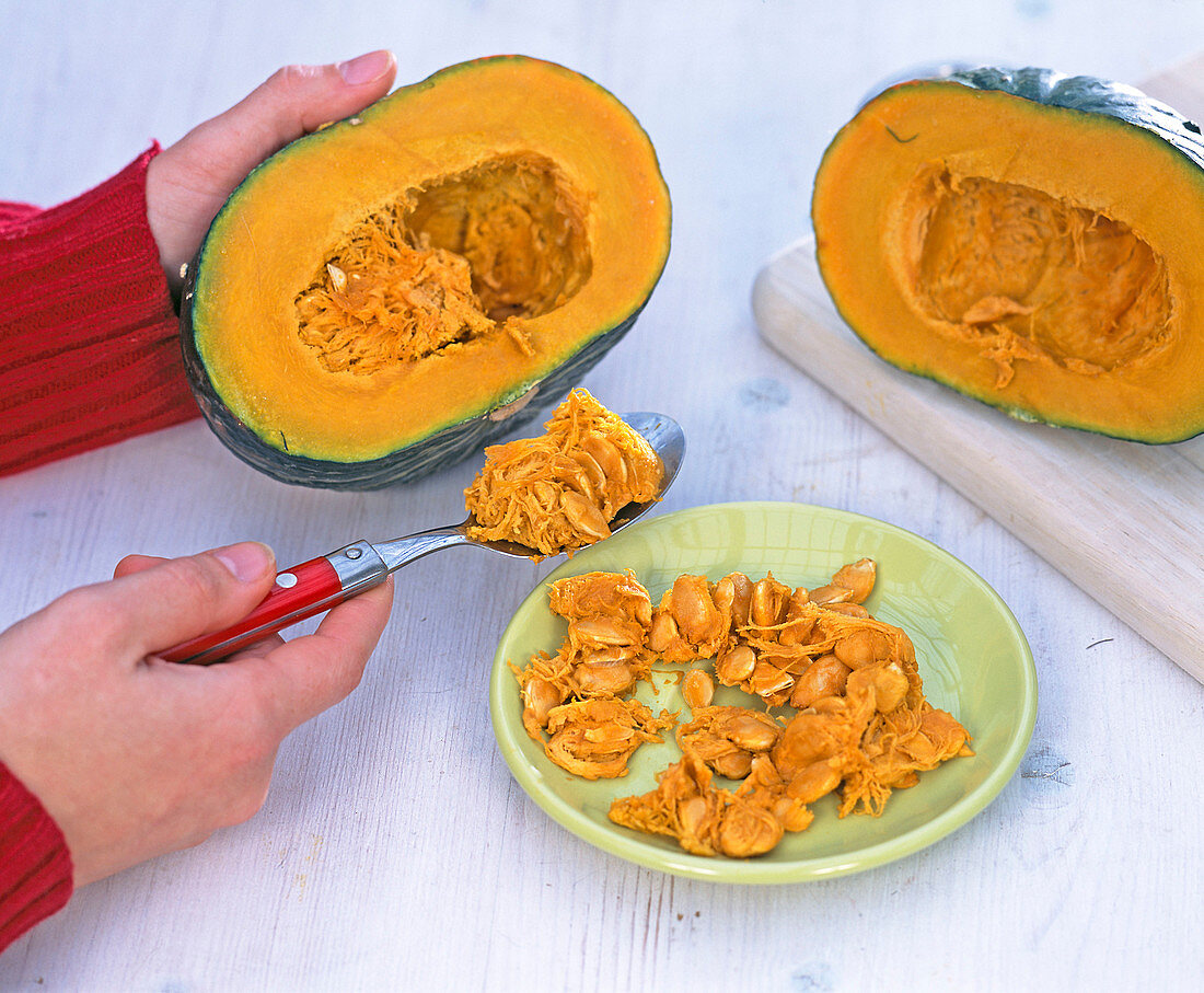 Cucurbita (pumpkin) spooning out seeds