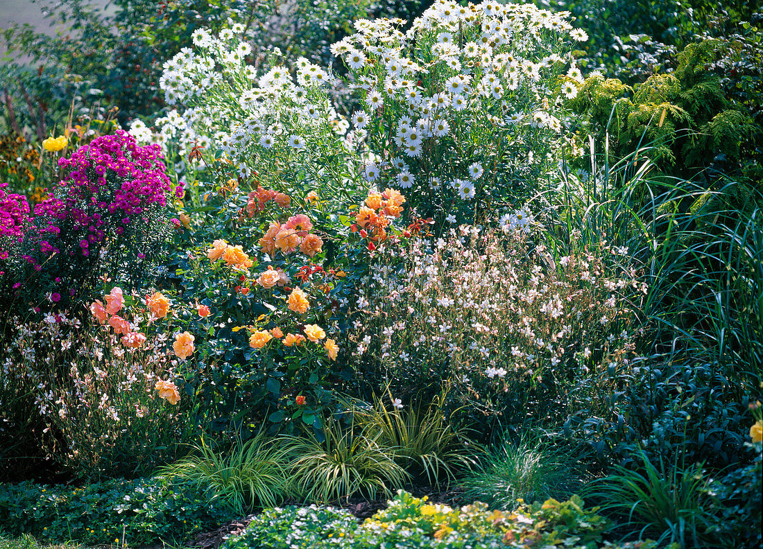 Flowerbed of perennials and rose, pink 'Tequila' (bed rose), Gaura