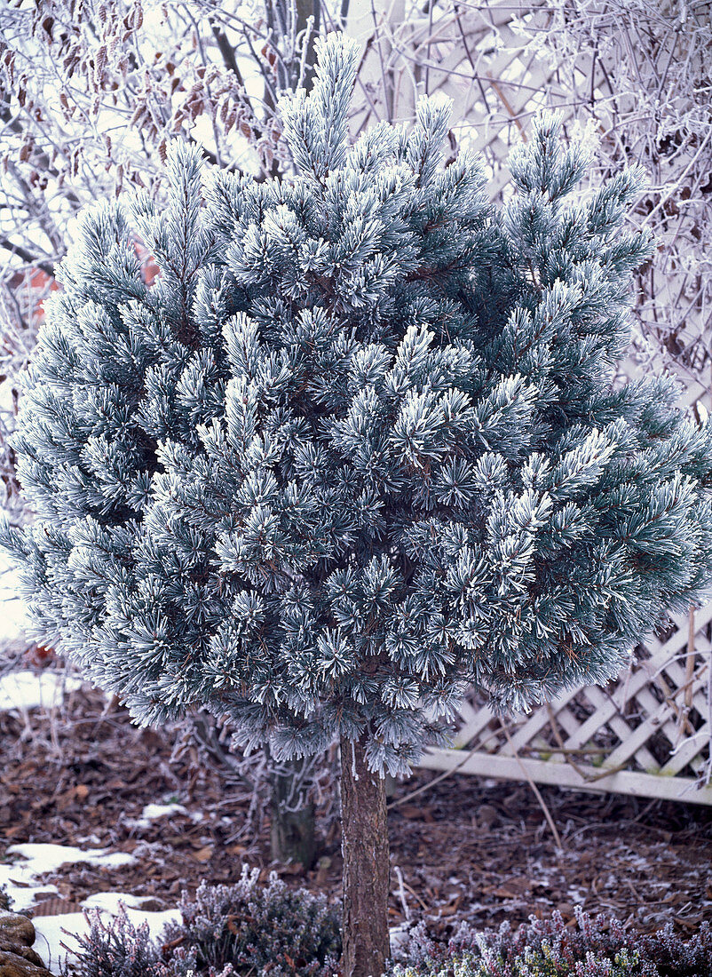 Dwarf pine stems in hoar frost