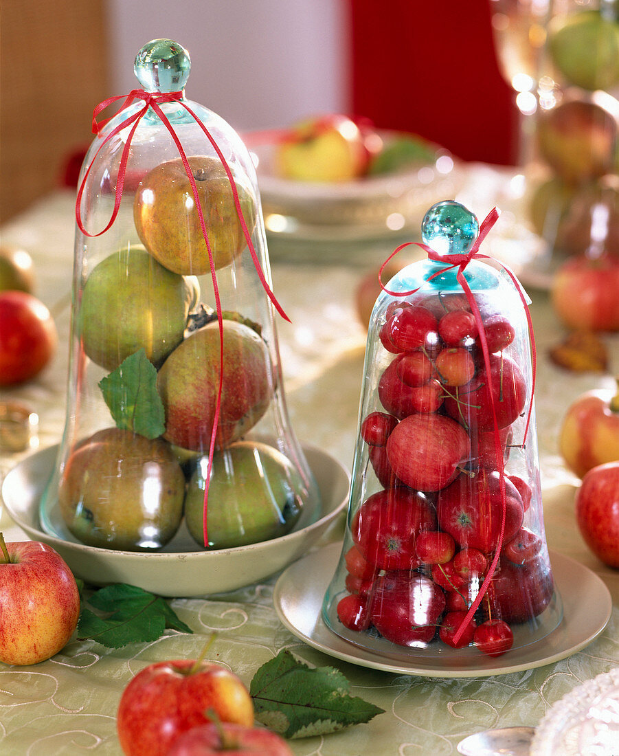 Malus (Apfel, Zieräpfel), rote und grüne Äpfel unter Glasglocken