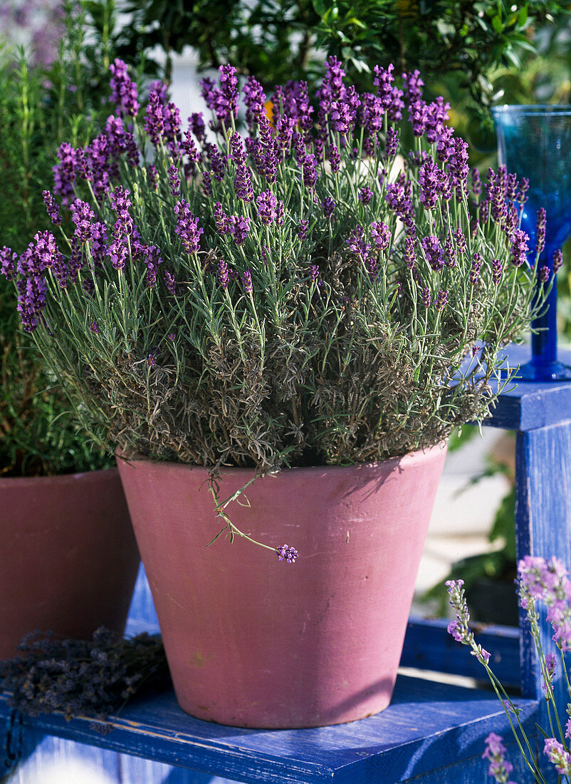 Töpfe mit Lavandula angustifolia 'Dwarf Blue' (Lavendel)