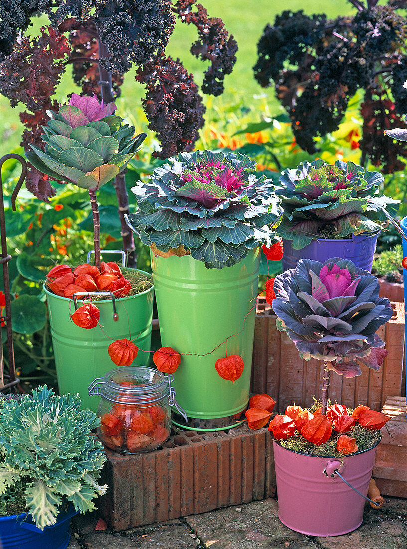 Brassica (Zierkohl) in verschiedenen bunten Blechgefäßen