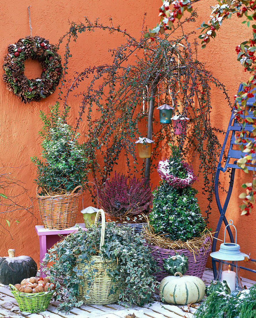 Buxus (box), Hedera 'Glacier' (ivy), Calluna