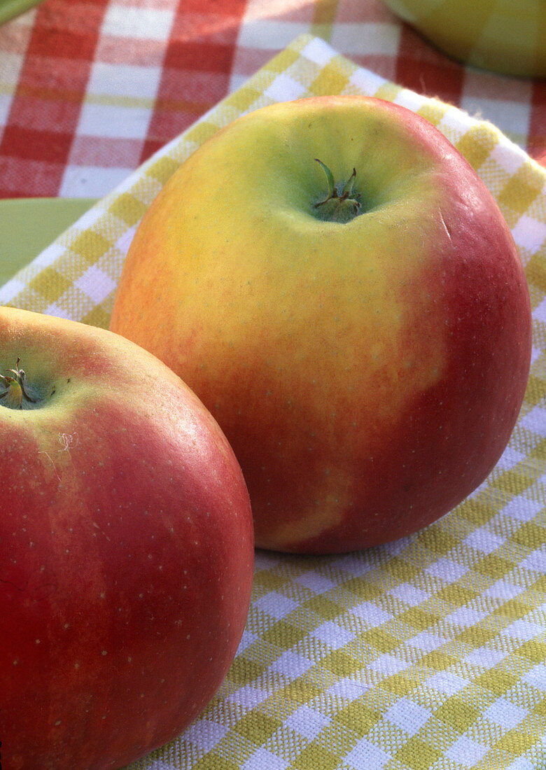 Malus 'Gala' (Apfel)