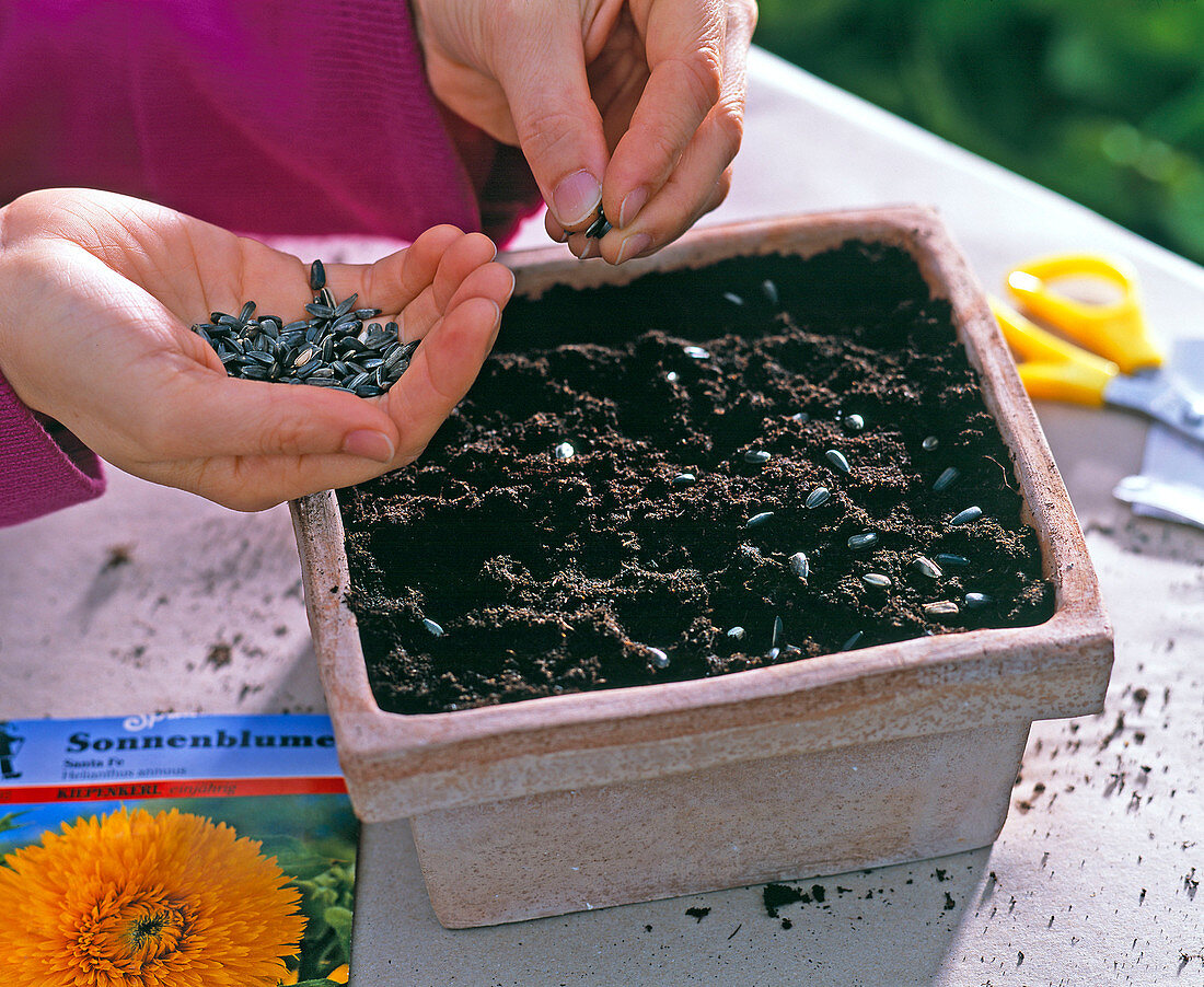 Helianthus (Sunflower): Sowing sunflowers in clay dish, seed bag