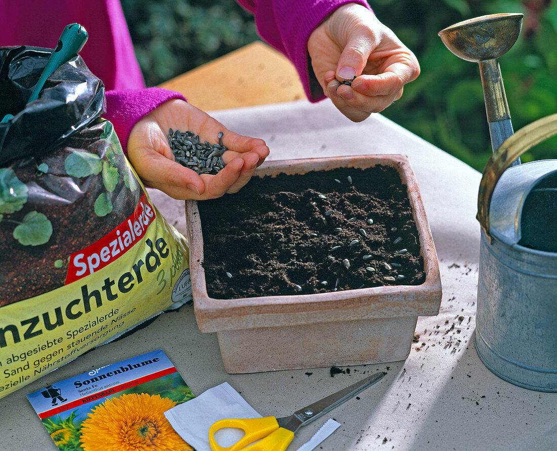 Helianthus (Sunflower): Sowing sunflowers in clay dish