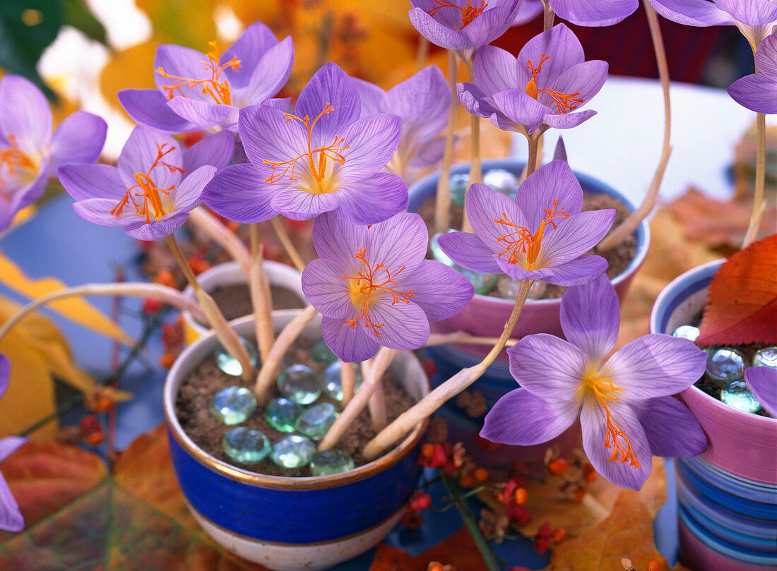 Crocus speciosus 'Cassiope' (autumn crocus), glass lentils