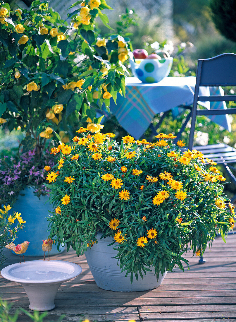 Helichrysum syn. Bracteantha Dazette 'Gold' (Strohblume), Abutilon