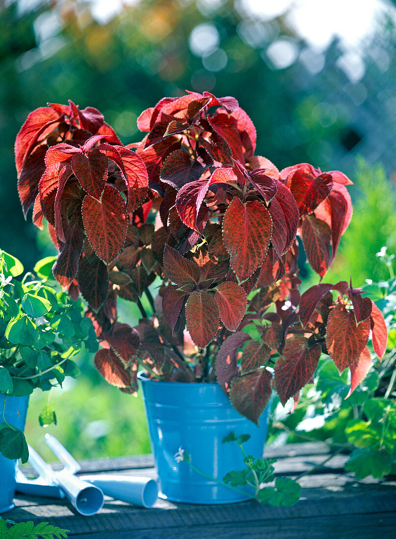 Coleus Wizard series, red-leaved in the blue tin pot
