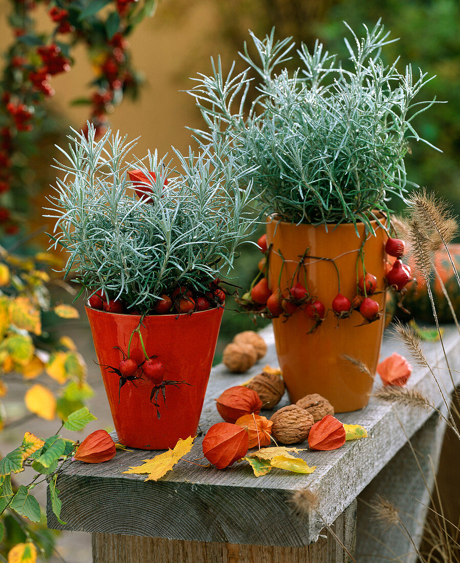 Helichrysum italicum (Curryweed) in orange pots with rose hip chain, pink