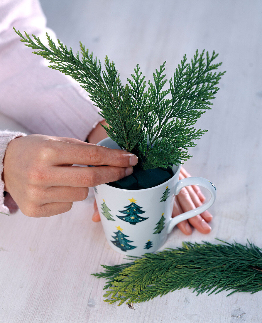 False cypress in cups