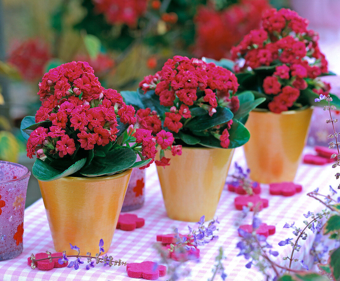 Kalanchoe Calandiva 'Dark pink' (Blazing Katy)