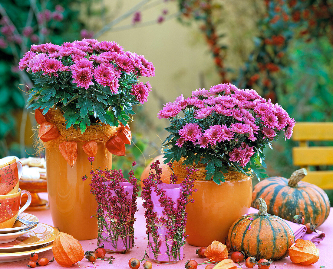 Chrysanthemum Yahou 'Tictac' (lila Herbstchrysantheme) in orangen Töpfen