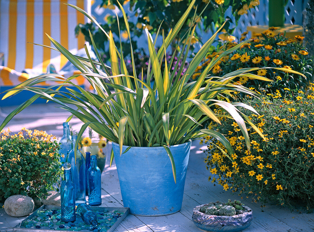 Phormium hookeri 'Variegatum' (New Zealand flax), Bidens 'Peter's Surprise' (New Zealand flax)