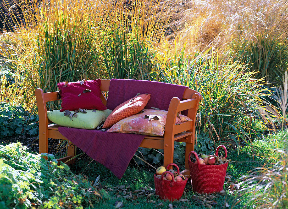 Orange wooden bench in front of Molinia altissima (pipe grass)