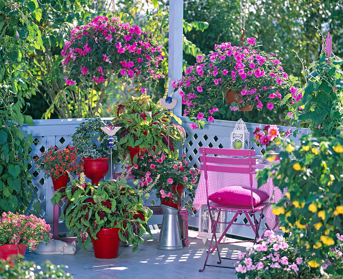 Impatiens Spellbound 'Imtrapiblu', Heartbeat 'Hot Pink', Jellybean