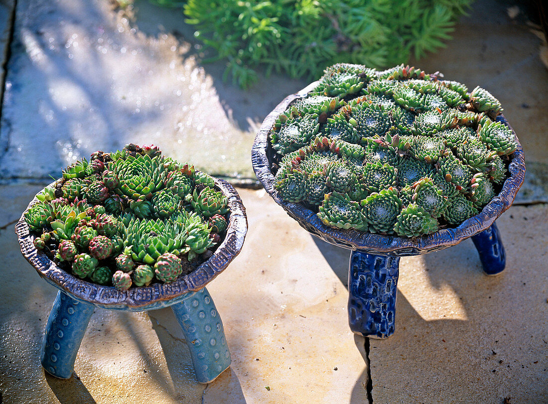 Sempervivum (houseleek) in pottery bowls with legs