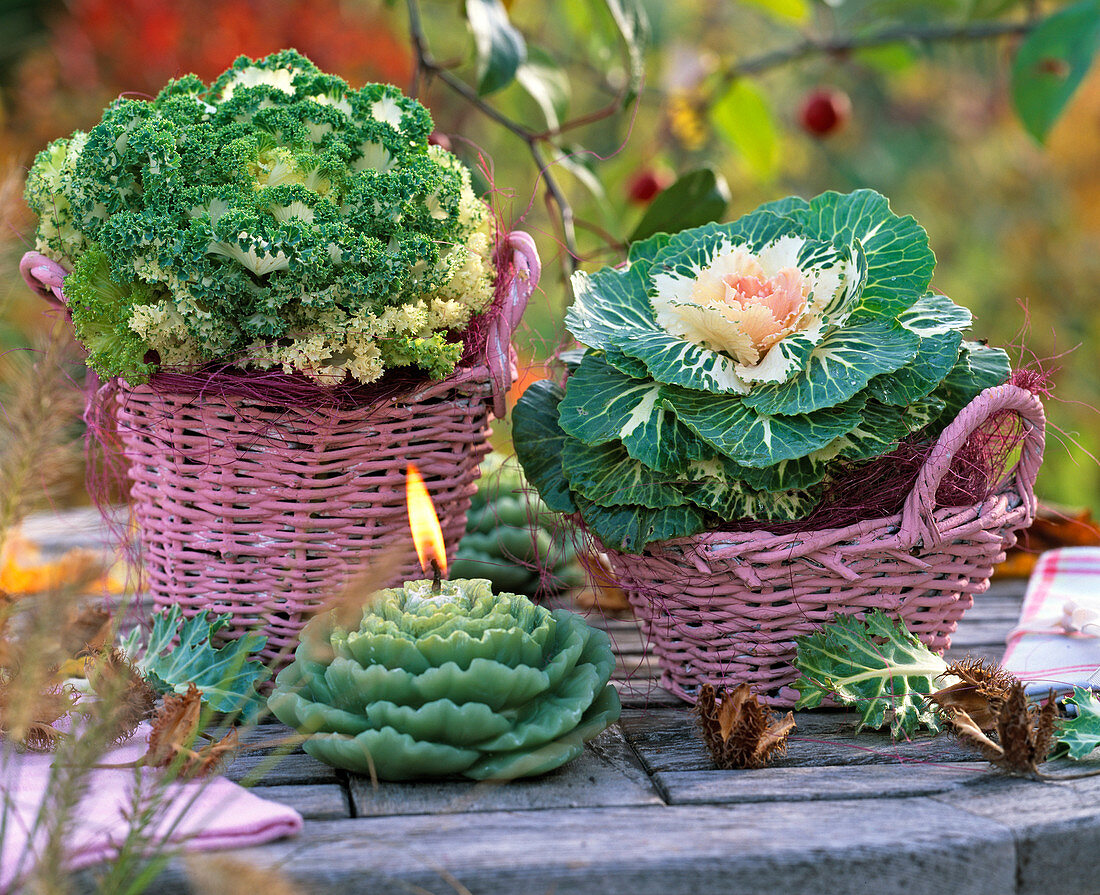 Brassica (Zierkohl) in rosa Körben, Kohlkerze