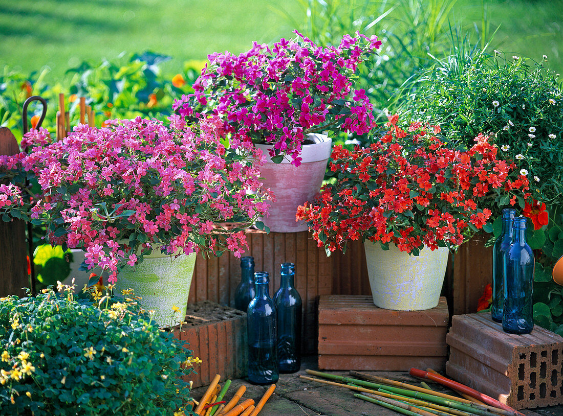 Impatiens walleriana Jellybean (Fleissige Lieschen)