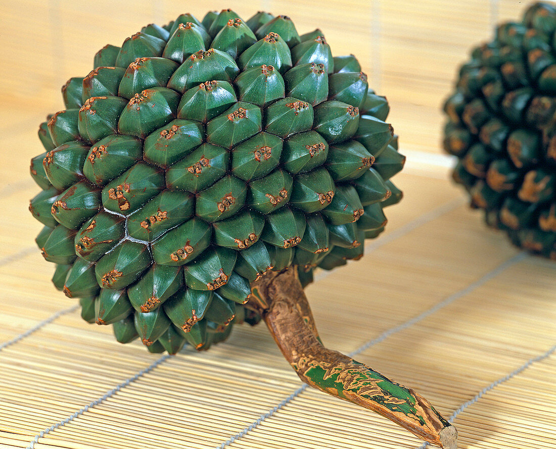 Pandanus utilis (Schraubenbaum), Frucht aut Bambusmatte