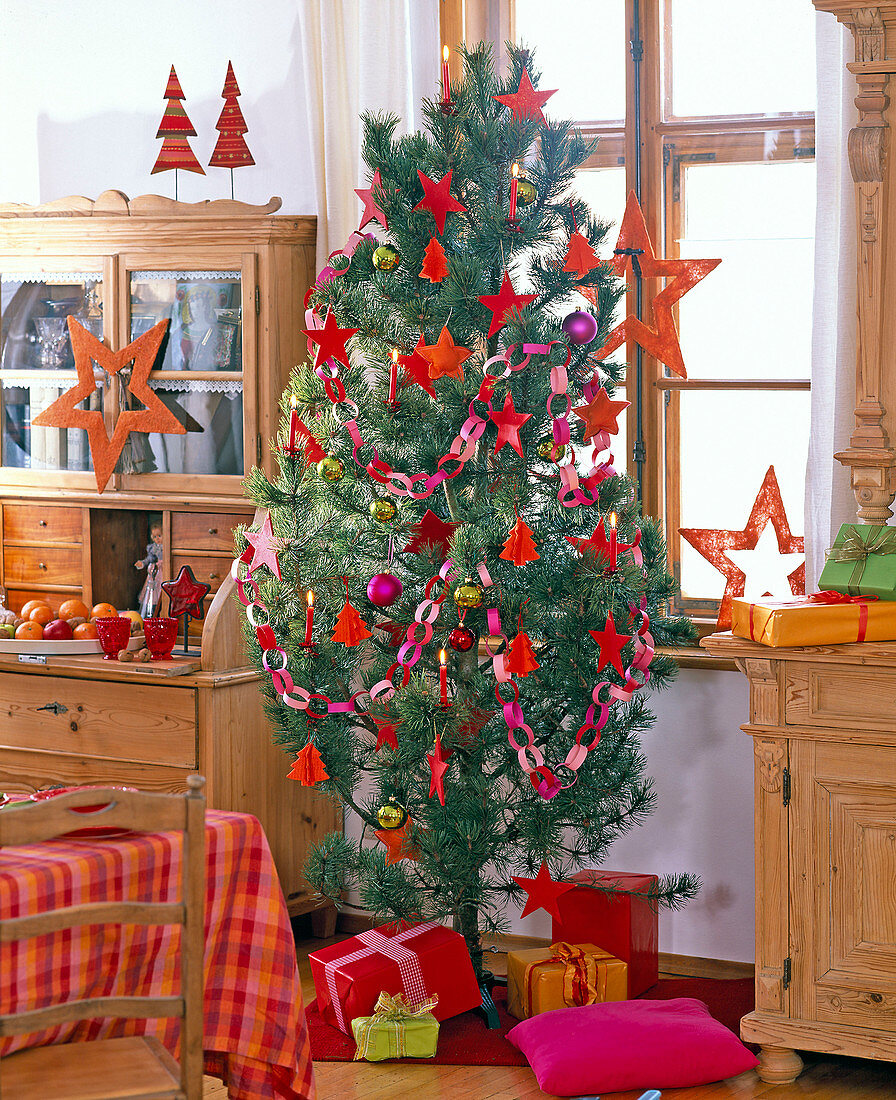 Pinus sylvestris (Waldkiefer) als Weihachtsbaum