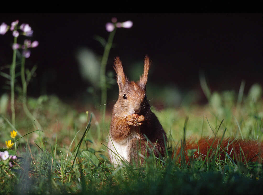 Squirrel in the grass