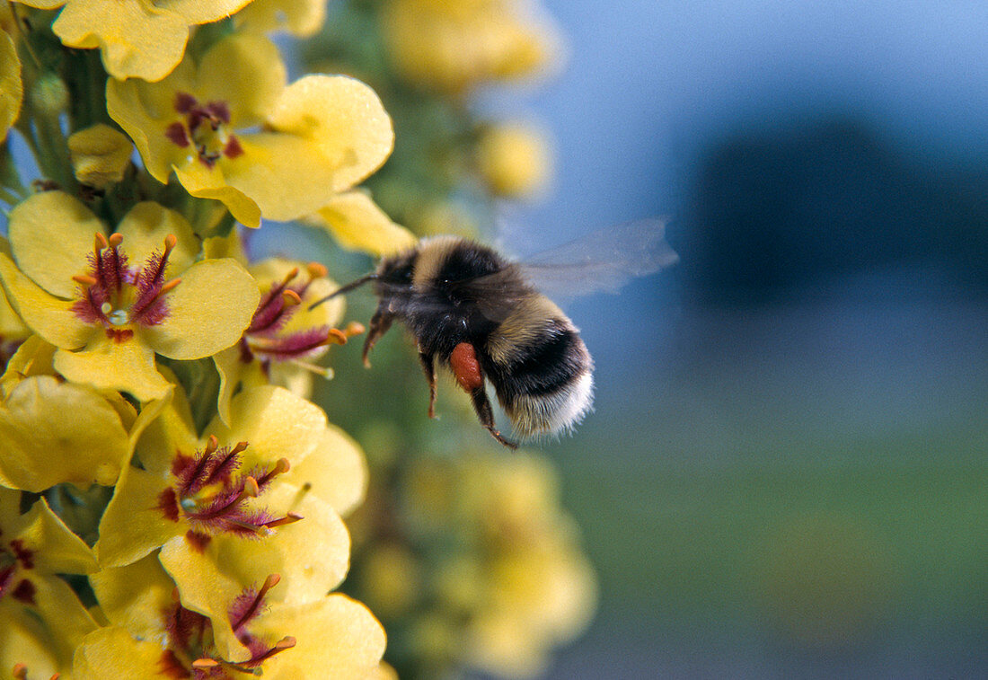 Bombus hortorum (Gartenhummel) an Königskerze