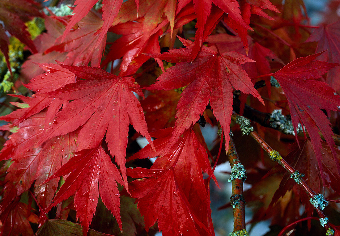 Acer palmatum, leaves with autumn colors, branches with lichen