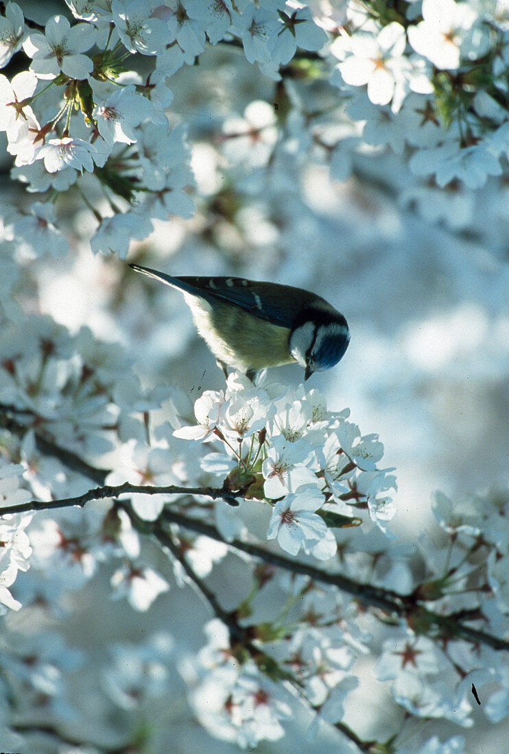 Parus caeruleus (blue tit) in a flowering cherry tree