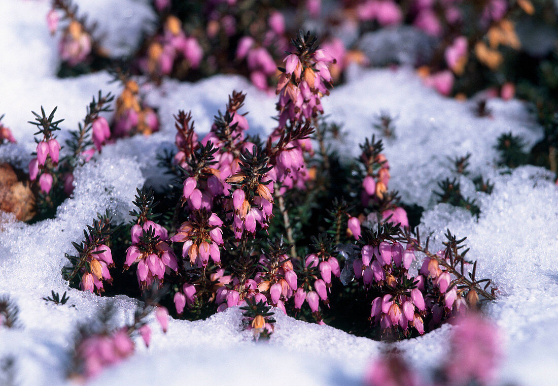 Erica carnea (Schneeheide) im Schnee