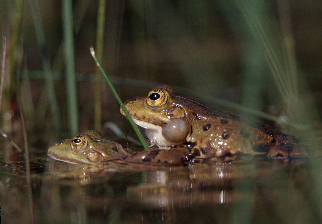 Rana esculenta (water frogs) swimming in the pond